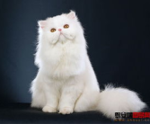 波斯猫价格,品质与价值并重的宠物投资