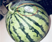 常德网红吃瓜,揭秘当地美食背后的故事